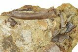 Dinosaur Tendons, Tooth, and Bones in Sandstone - Wyoming #370637-1